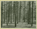 White pine forest