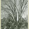 American Elm - Bayard Arboretum