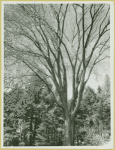 American Elm - Bayard Arboretum