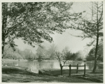 Early May morning in Roslyn Park