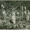 Shoots of unidentified plant