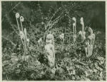 Shoots of unidentified plant