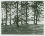 Trees and unidentified body of water in Southampton