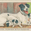 Fox terrier and puppies.