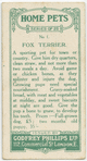 Fox terrier and puppies.