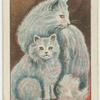 Blue persian.