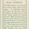 Blue persian.