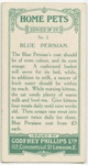 Blue persian.