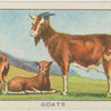 Goats.