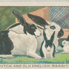 Dutch and English rabbits.