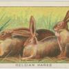 Belgian hares.
