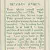 Belgian hares.