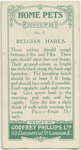 Belgian hares.