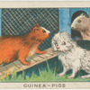 Guinea-pigs.