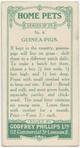 Guinea-pigs.