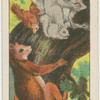 Squirrels.