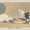 White mice.
