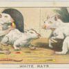 White rats.