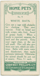White rats.