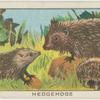Hedgehogs.
