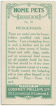 Hedgehogs.