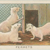 Ferrets.