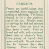Ferrets.
