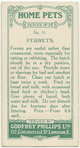Ferrets.