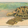Tortoises.