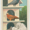 Homer and Fantail pigeons.