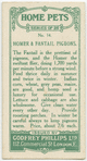 Homer and Fantail pigeons.