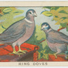 Ring doves.