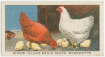 Rhode Island Red & White Wyandotte.