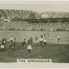 The Springboks.