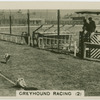 Greyhound racing (2).
