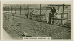 Greyhound racing (2).