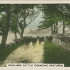 Highland cattle changing pastures.
