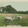 In a Suffolk meadow.