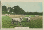 In a Suffolk meadow.