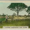 A Sussex shepherd and flock.