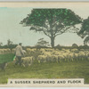 A Sussex shepherd and flock.