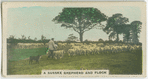 A Sussex shepherd and flock.