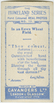 In an Essex wheat field.