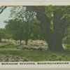 Burnham beeches, Buckinghamshire.