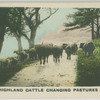Highland cattle changing pastures.