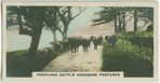 Highland cattle changing pastures.
