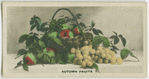 Autumn fruits.