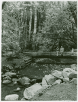 Man and woman sitting over a river in Muir Woods National Monument