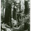 Two men standing among redwood trees in Muir Woods National Monument