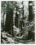 Two men standing among redwood trees in Muir Woods National Monument